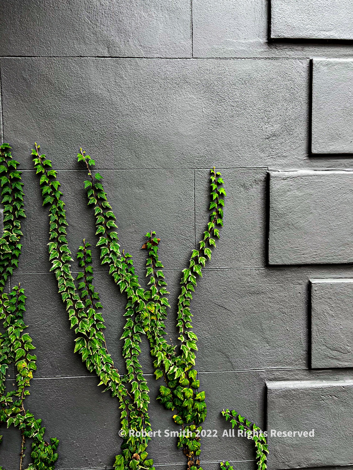 Sunday Snap Mar 6, 2022: Ivy and Grey