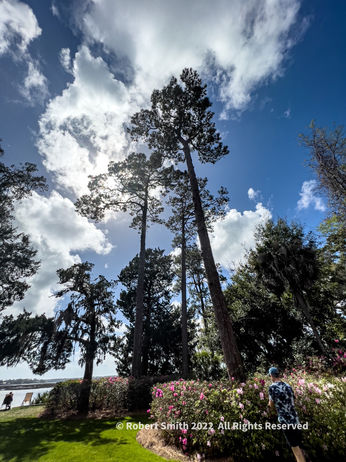 Silent Sunday: Pine Tree Wonder!