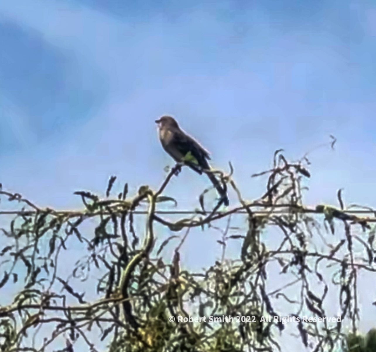 Wildlife: Birds of the Air – Bird Song in Ball Ground Botanical Garden
