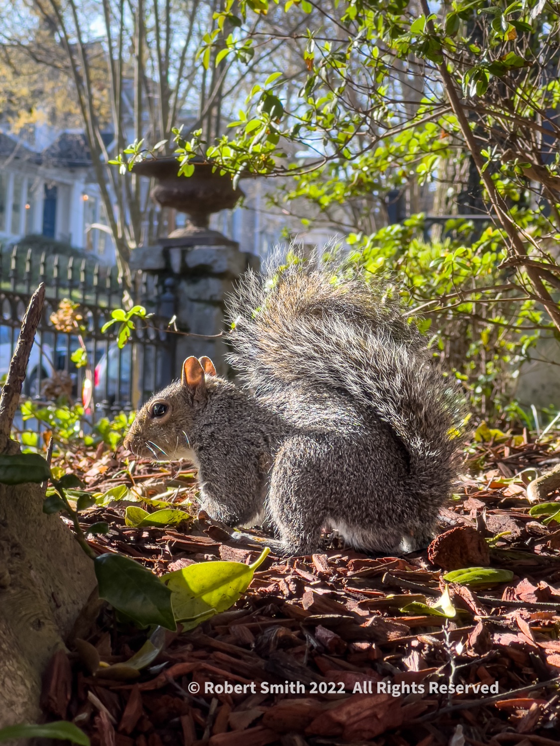 Squirrly’s World: Looking for My Breakfast