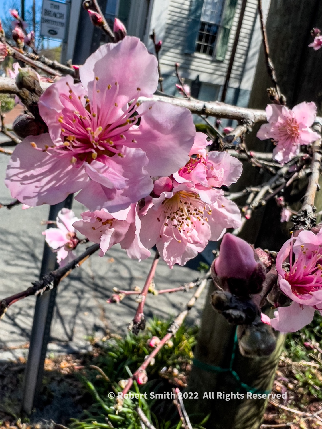 Cherry Blossoms