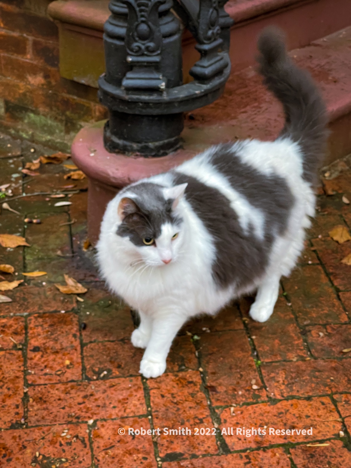 Hello Kitty: Meet Cottontail