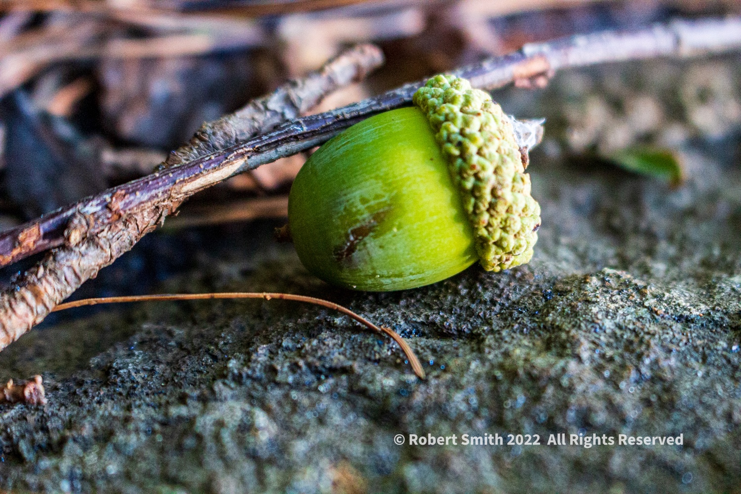 Wordless Wednesday: Fallen Acorn in the Park