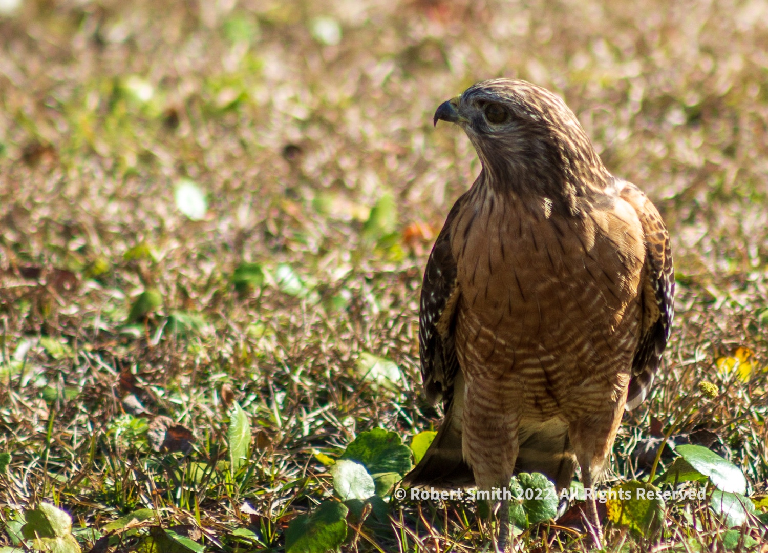Hawk Encounter at Kings Ferry Community Park