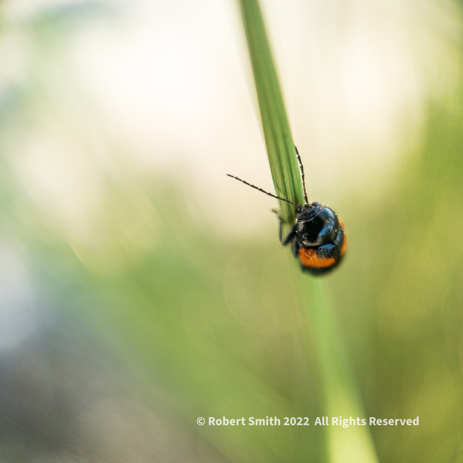 The Moment Macro: Lady Bug Climbing