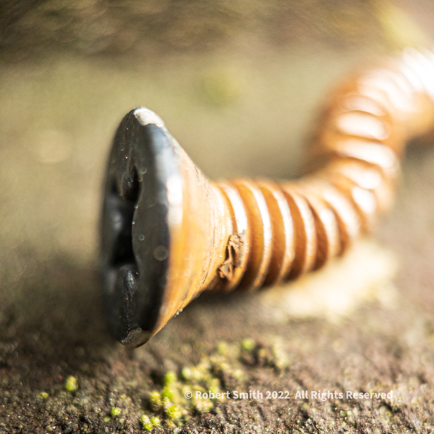 The Moment Macro: Rusty, Twisted Screw