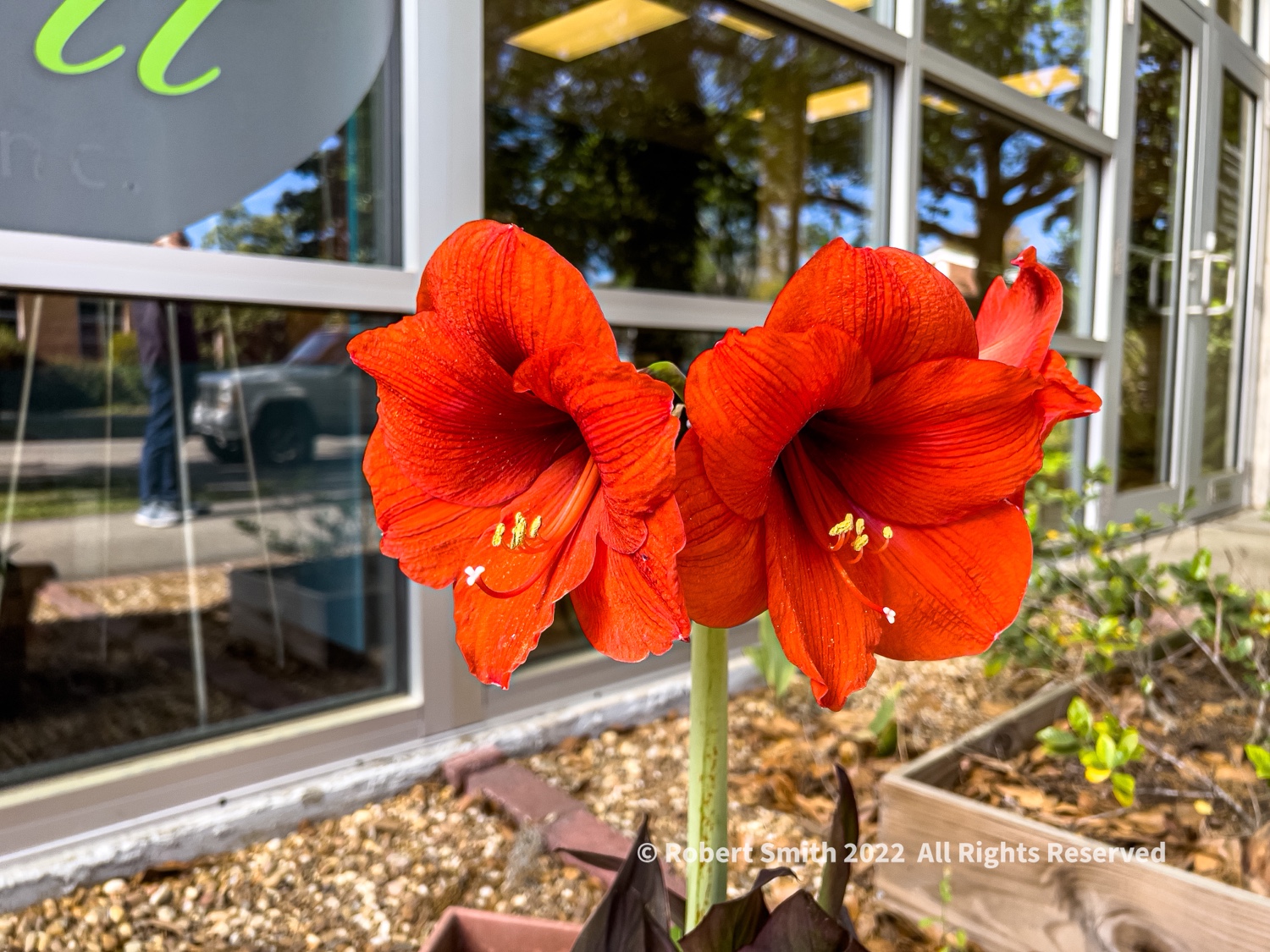 Flowers by Day, Week 10: Amaryllis Abound