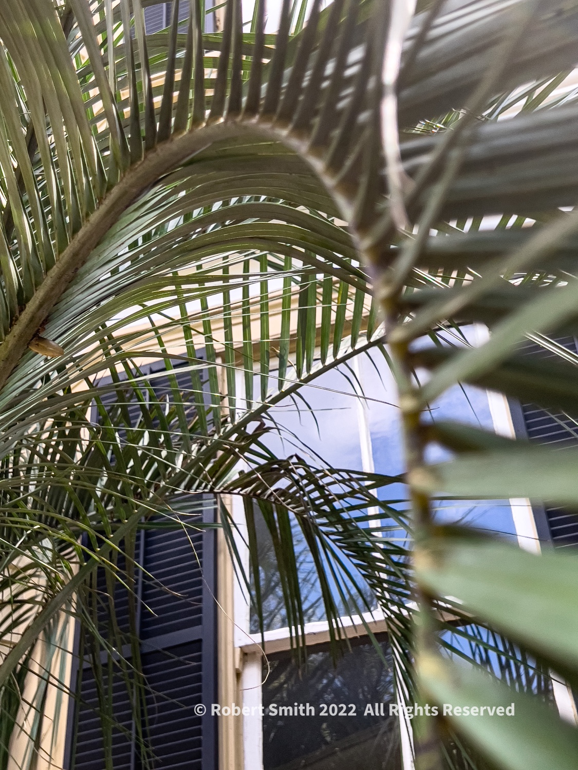 Silent Sunday: Curve of a Palm