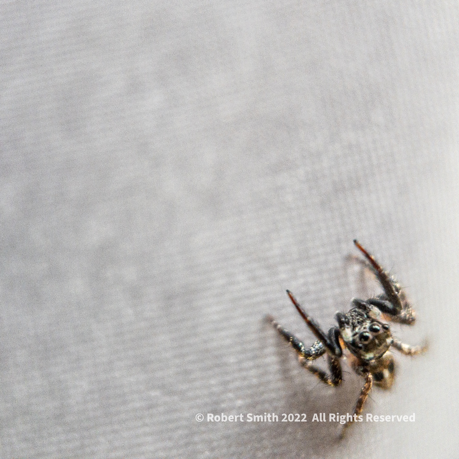 The Moment Macro: Jump Jump Jump