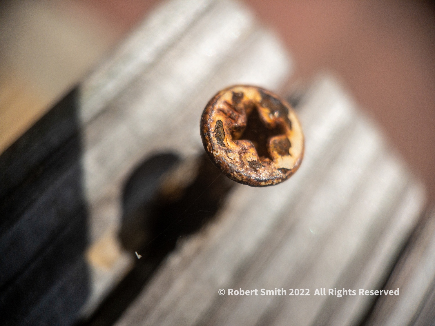 The Moment Macro: Rusty Head