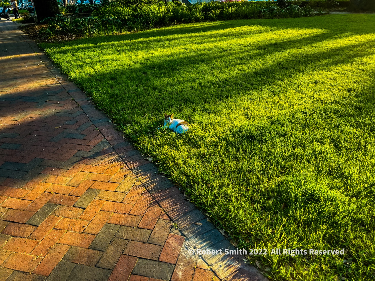 The Sunset Kitty of Warren Square