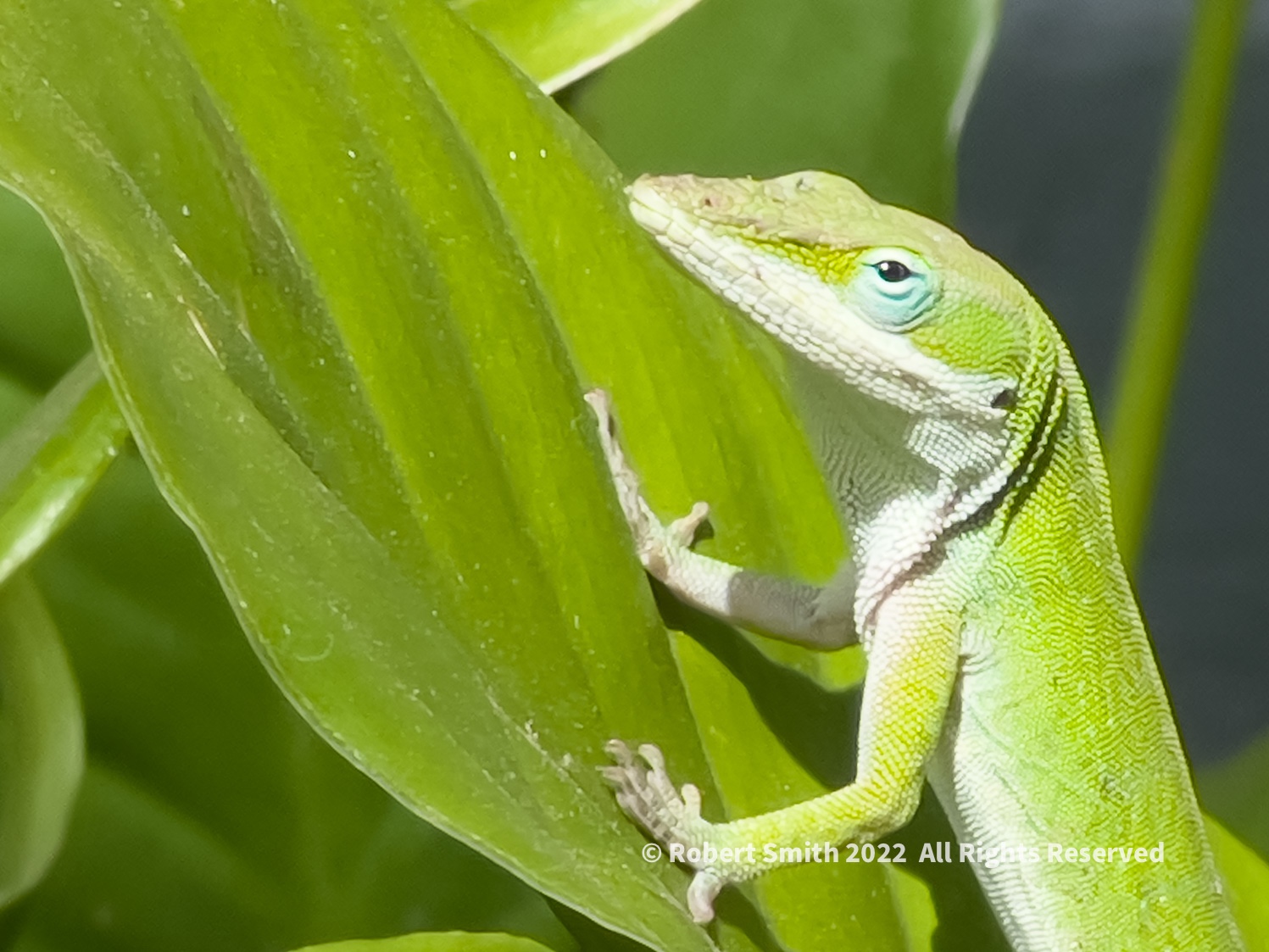 Sunday Snap May 1, 2022: Seeing Green