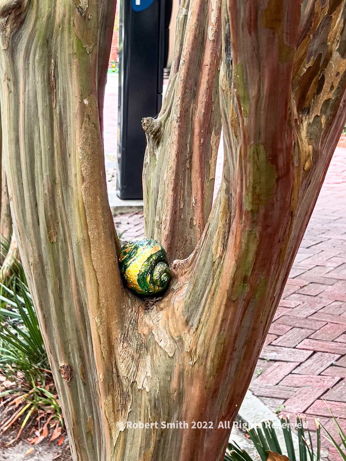 CellPic Sunday May 22, 2022: Shell in a Crepe Myrtle