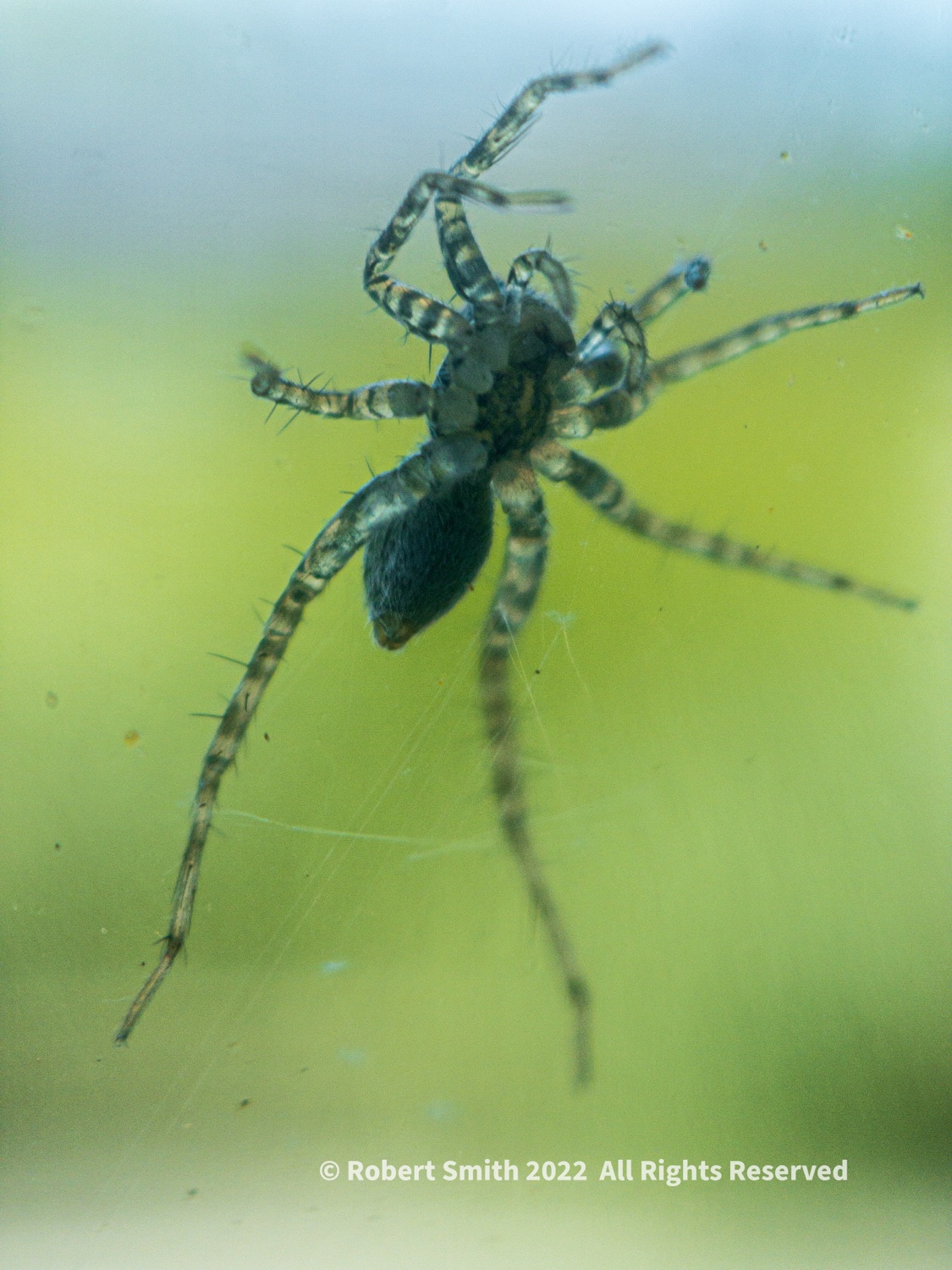 The Moment Macro: Spider on Car Window