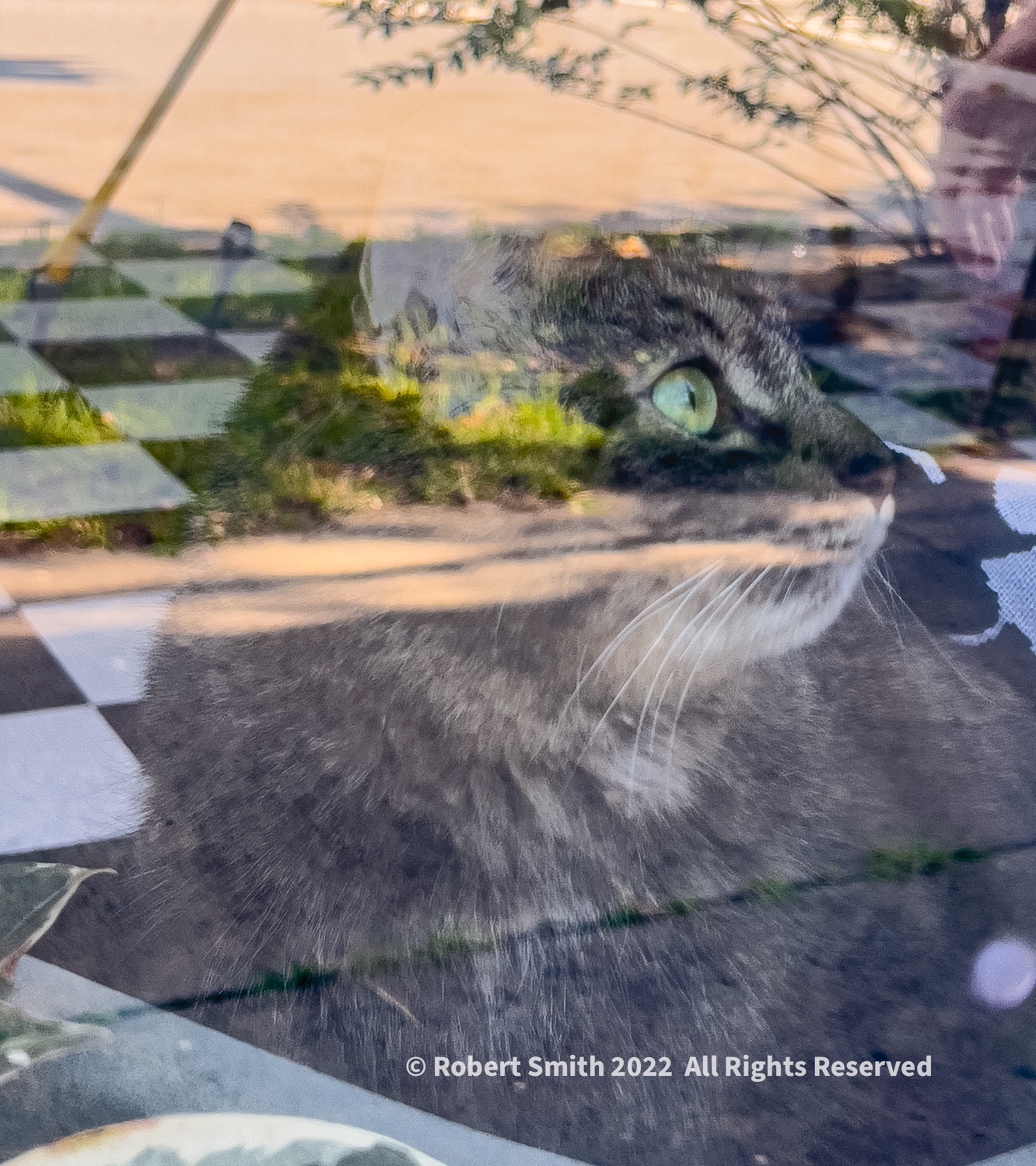Sunday Snap Jun 5, 2022: Magic Cat in the Window