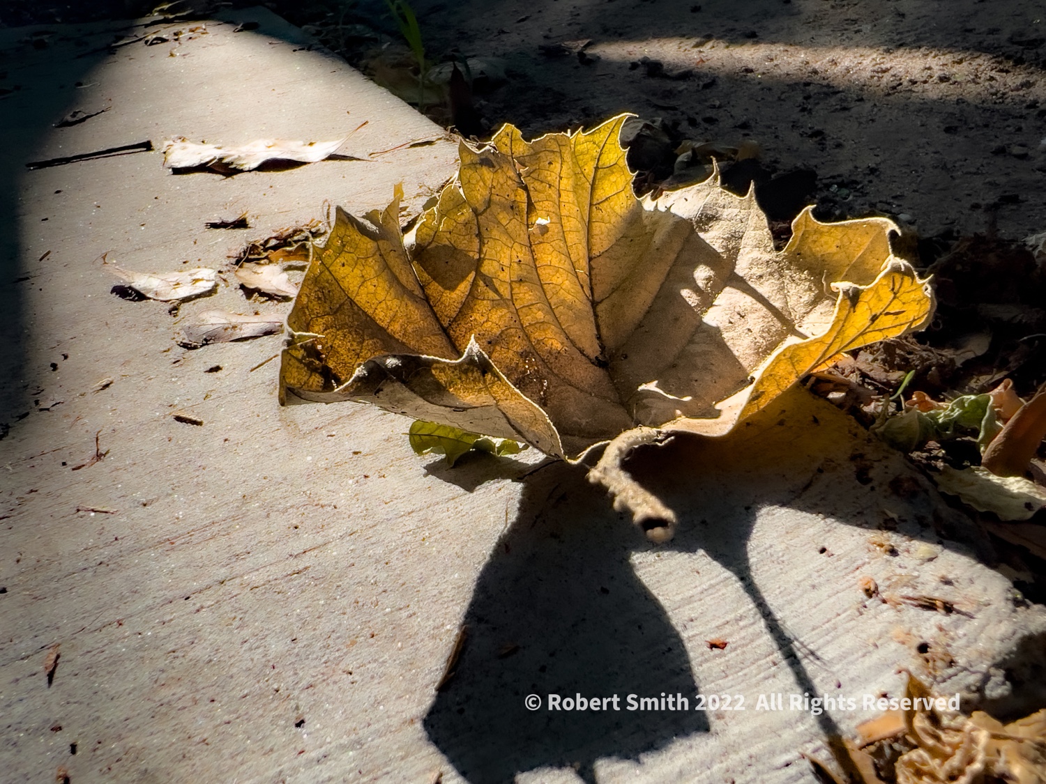 Flowers by Day, Week 17: Fallen Leaf and Shadow
