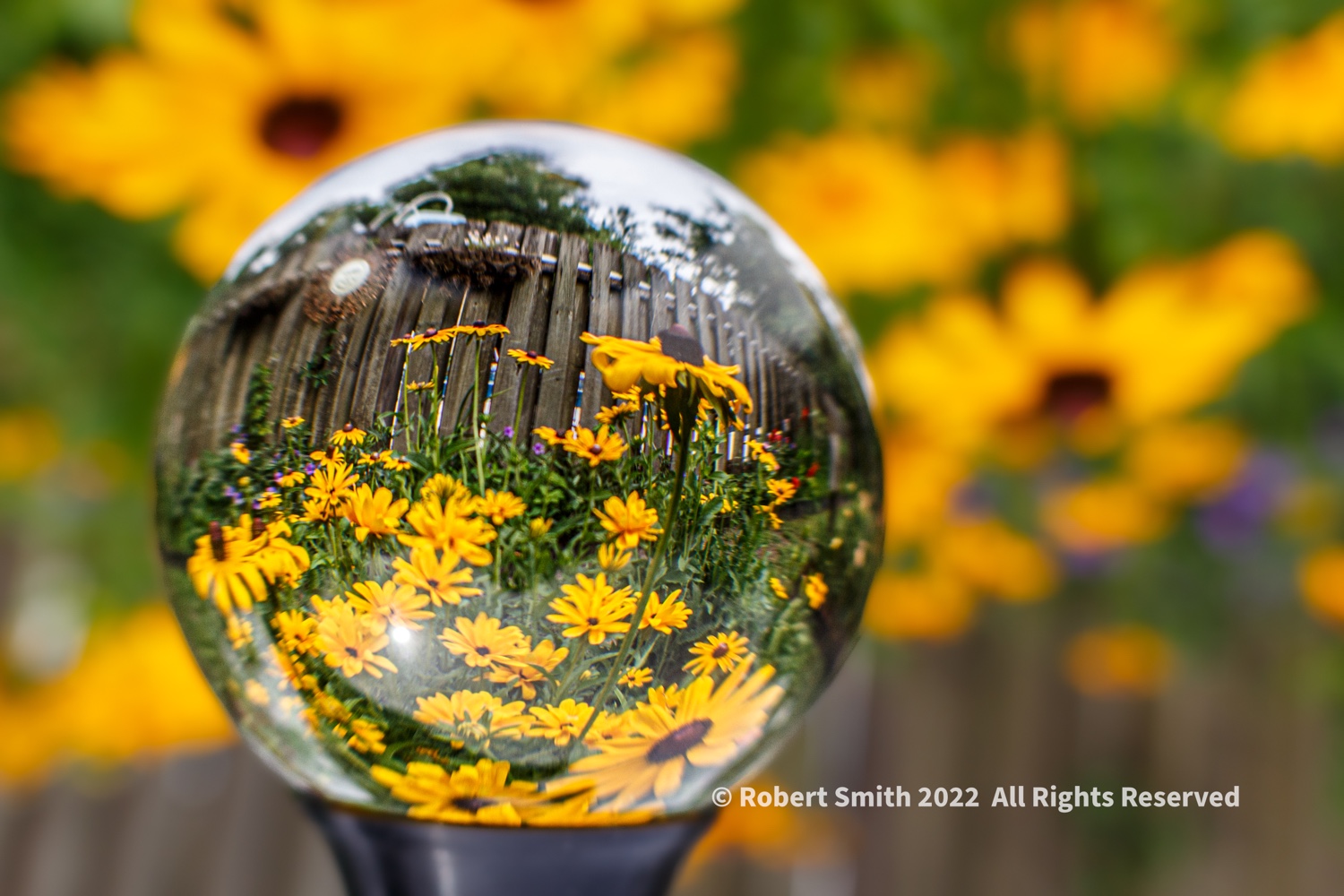 Photography: Black Eyed Susans in the Garden