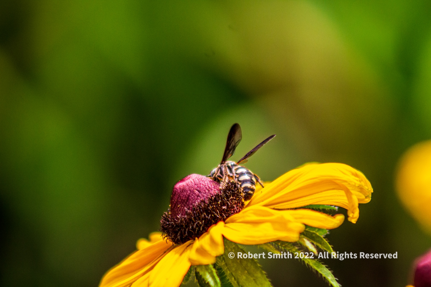 The Macro World: Garden Tending #2