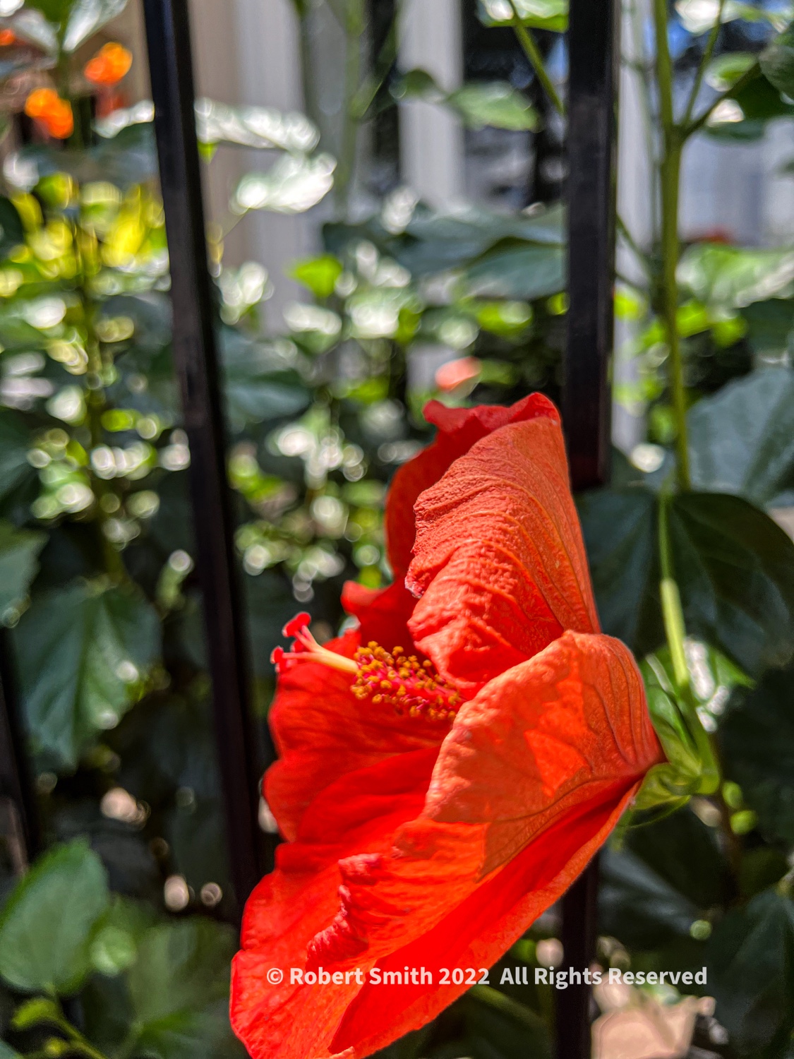 Flowers by Day, Week 18: Hibiscus Thru Fence
