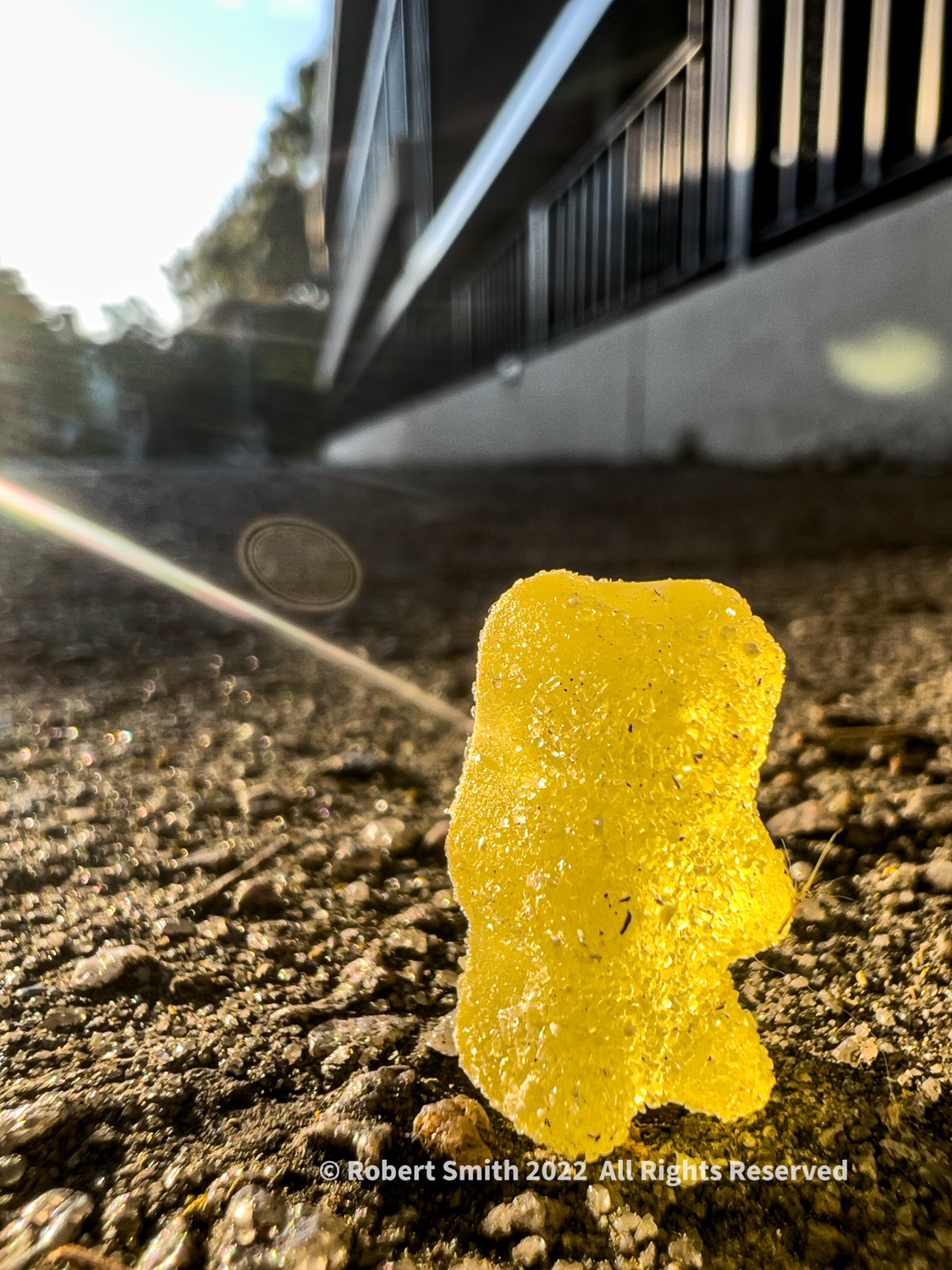 My Late Late Edition: Gummi on the Streets of Savannah