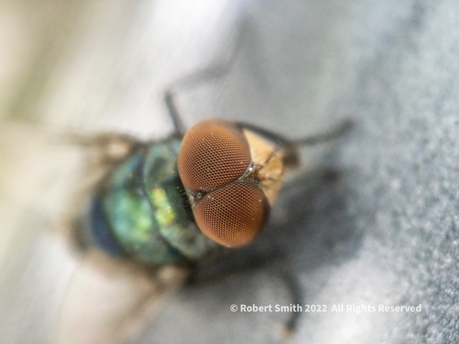 The Moment Macro: Shoo Fly!
