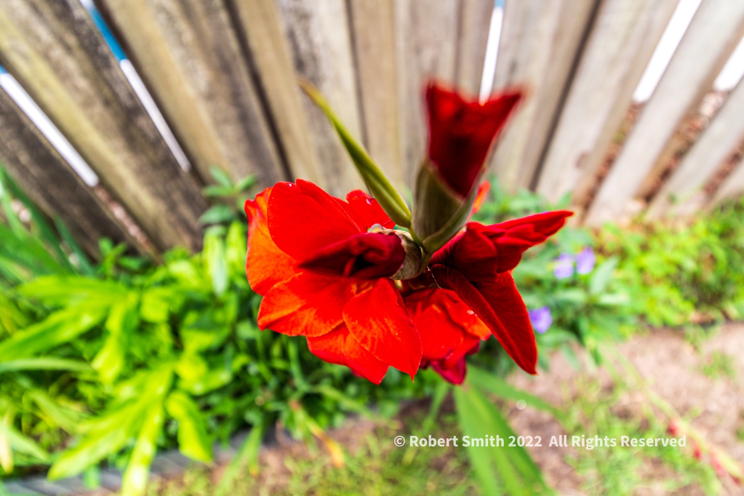Sunday Stills: Red in a Private Garden