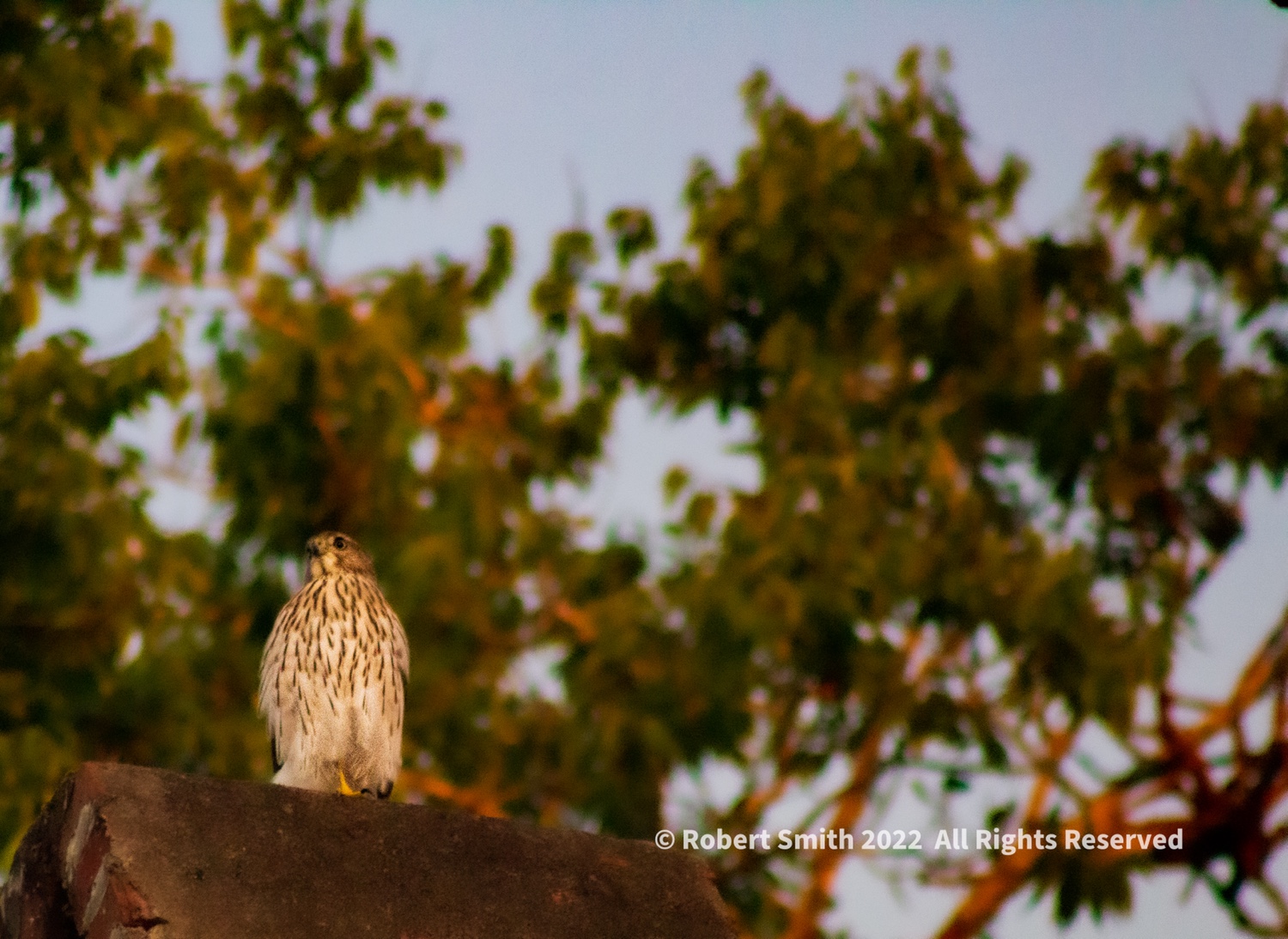 Wildlife: Birds of the Air – Eyass -Juvenile, Red Shouldered Hawk