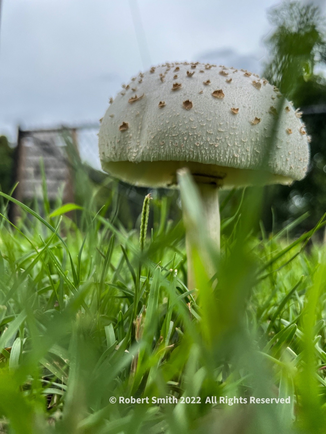 Look What Just Sprung Up!