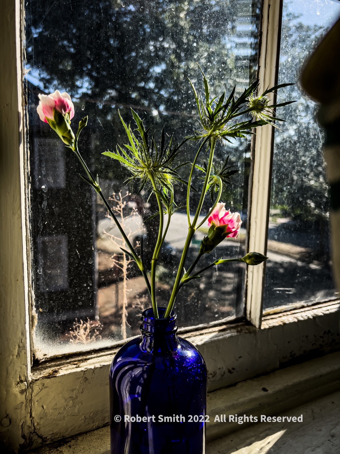 Flowers by Day, Week 22: Cobalt Blue, Window Drama