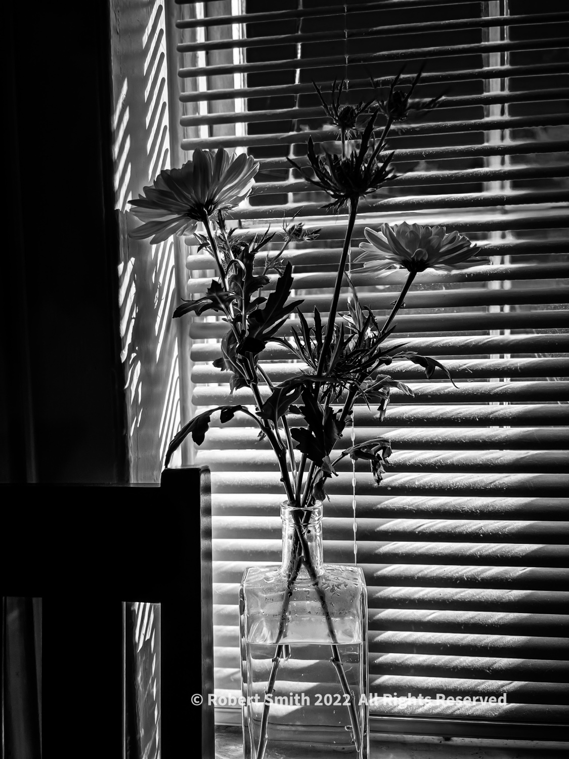 Flowers in Monochrome #3.  Window Observations