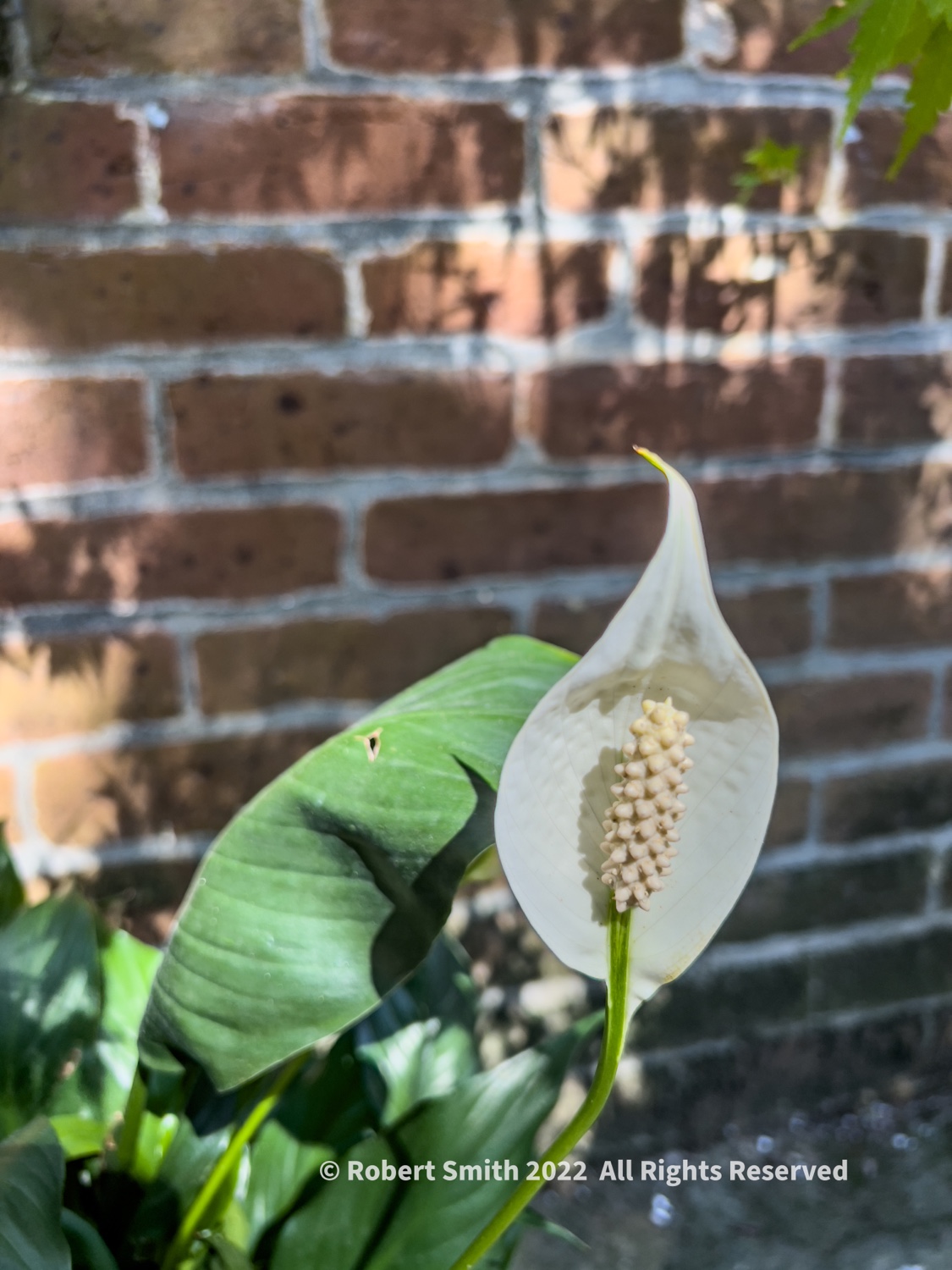 Friday Flowers: Peace Lily