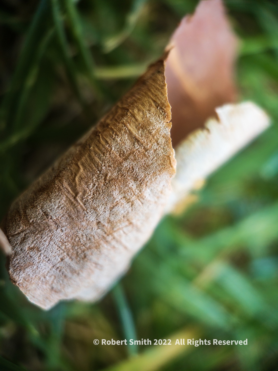 The Moment Macro: Birch Tree Peel on Rosevelt Island