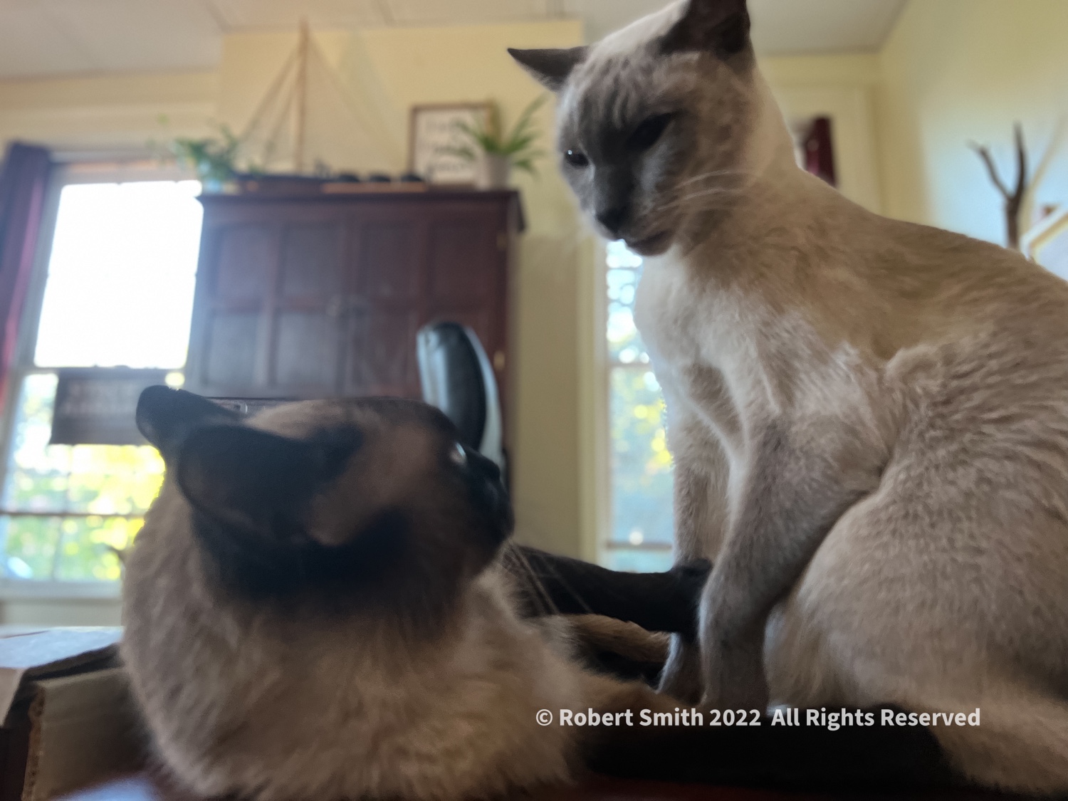 Desktop Kitty: Disagreements Happen