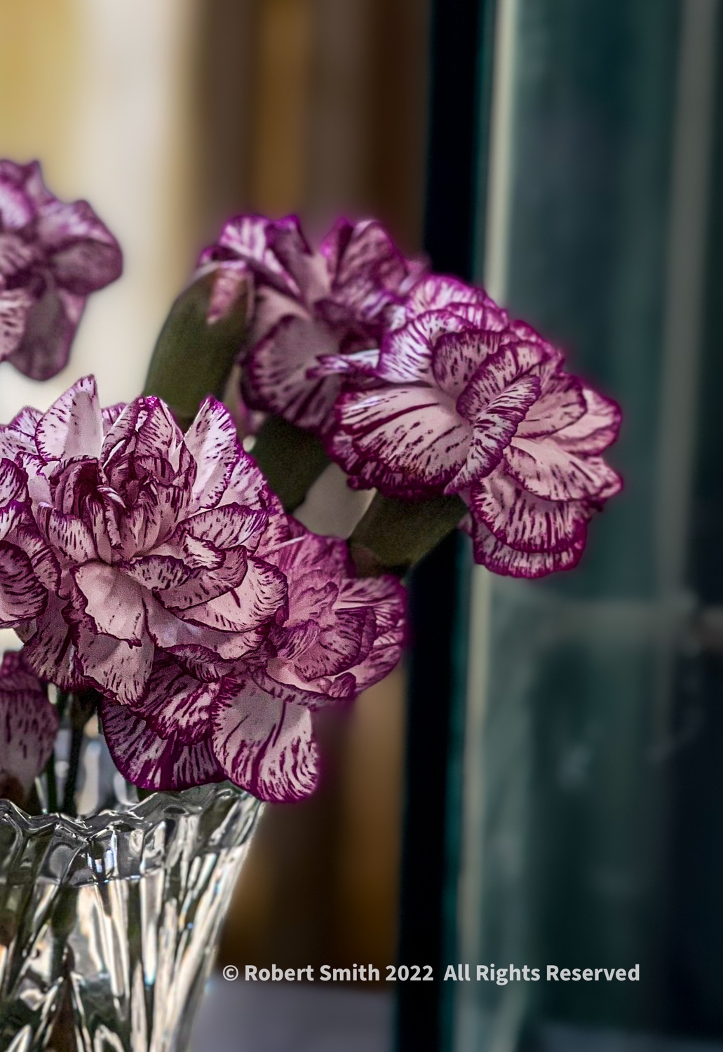 Flowers by Day, Week 23: Carnation Presentation