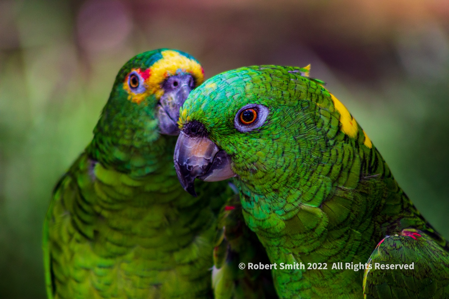World Photography Week #7 Parrot Pose