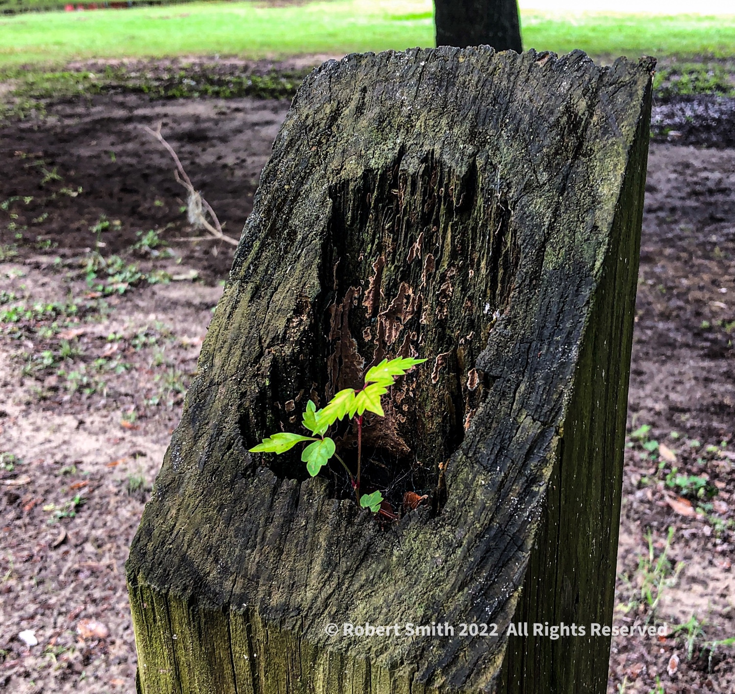 Grow Where Ever You Can
