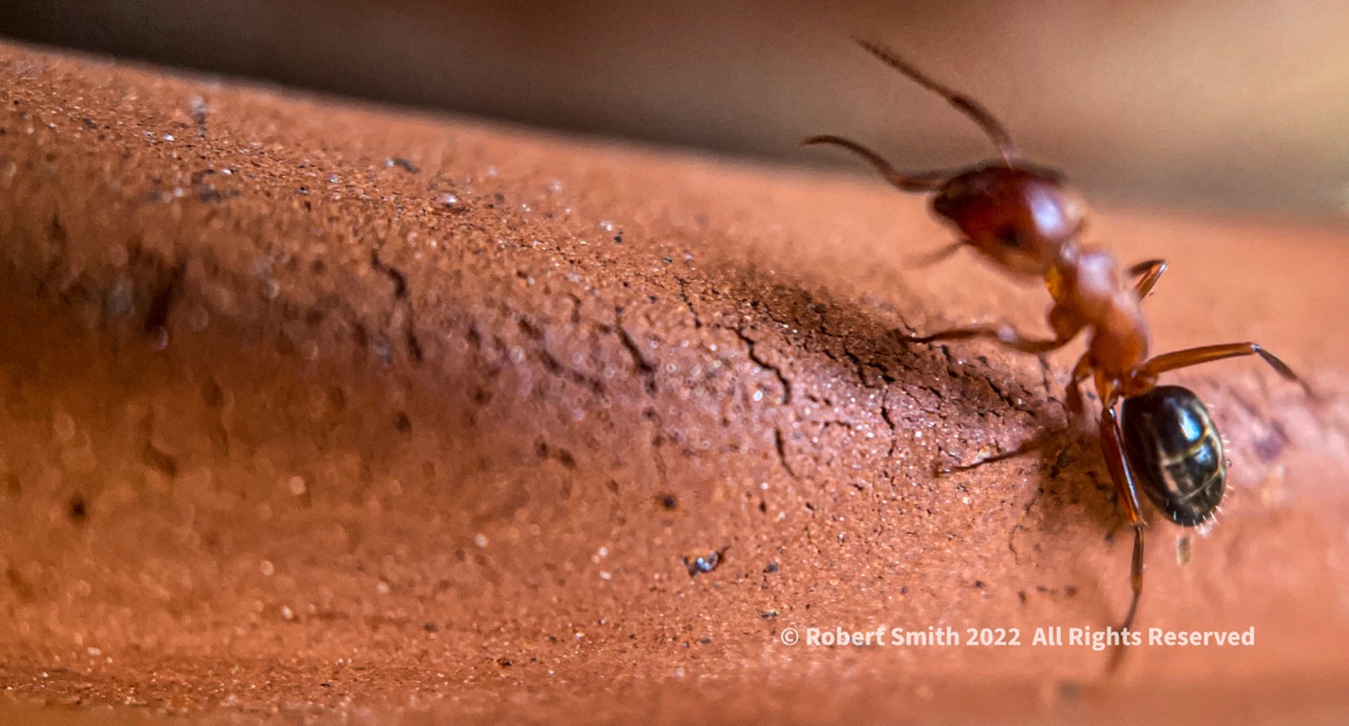 Ant on My Clay Flower Planter