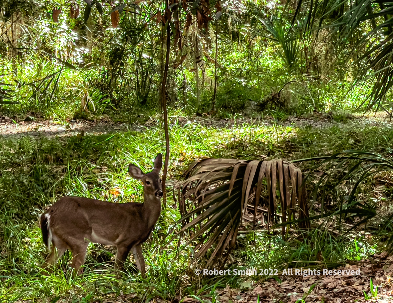 Wildlife: Oh Deer!  Roadside at Skidaway State Park