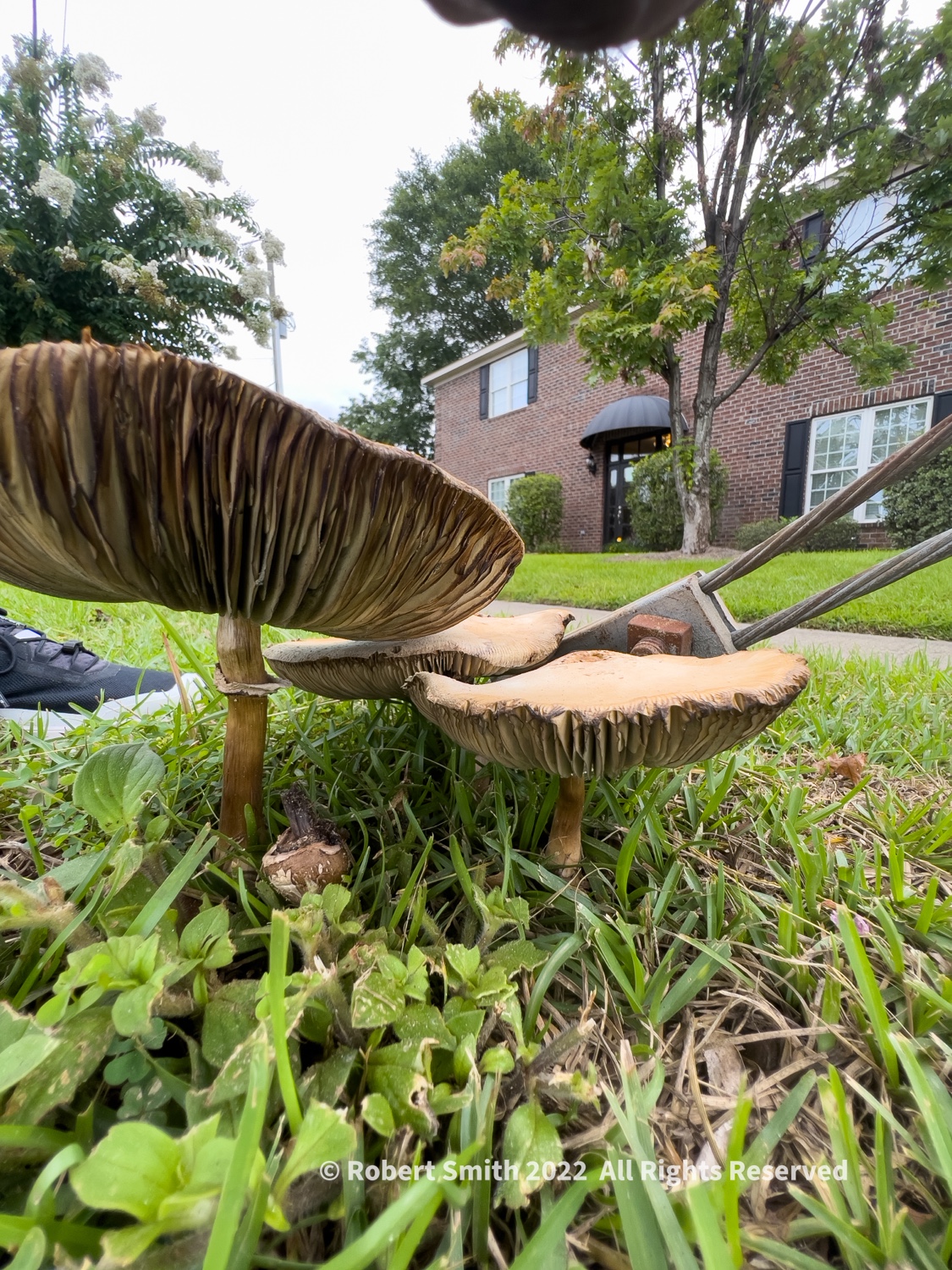 Roadside Fungi