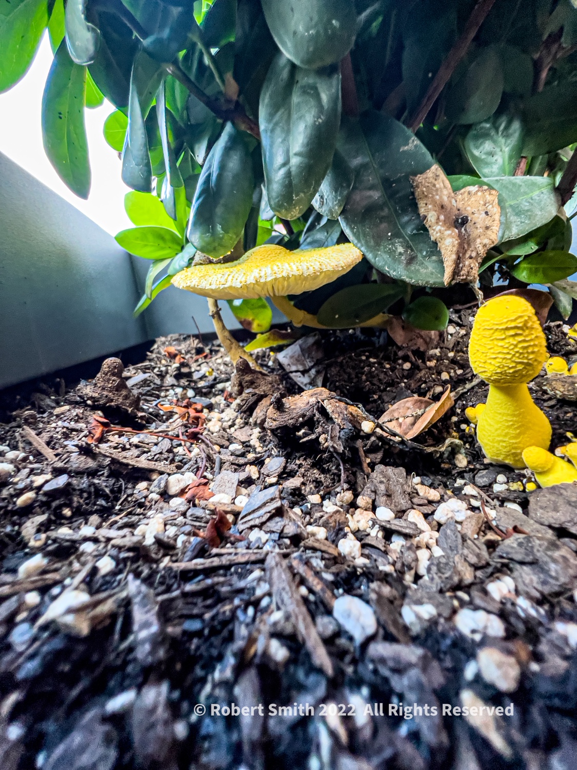 It Rains, They Grow!