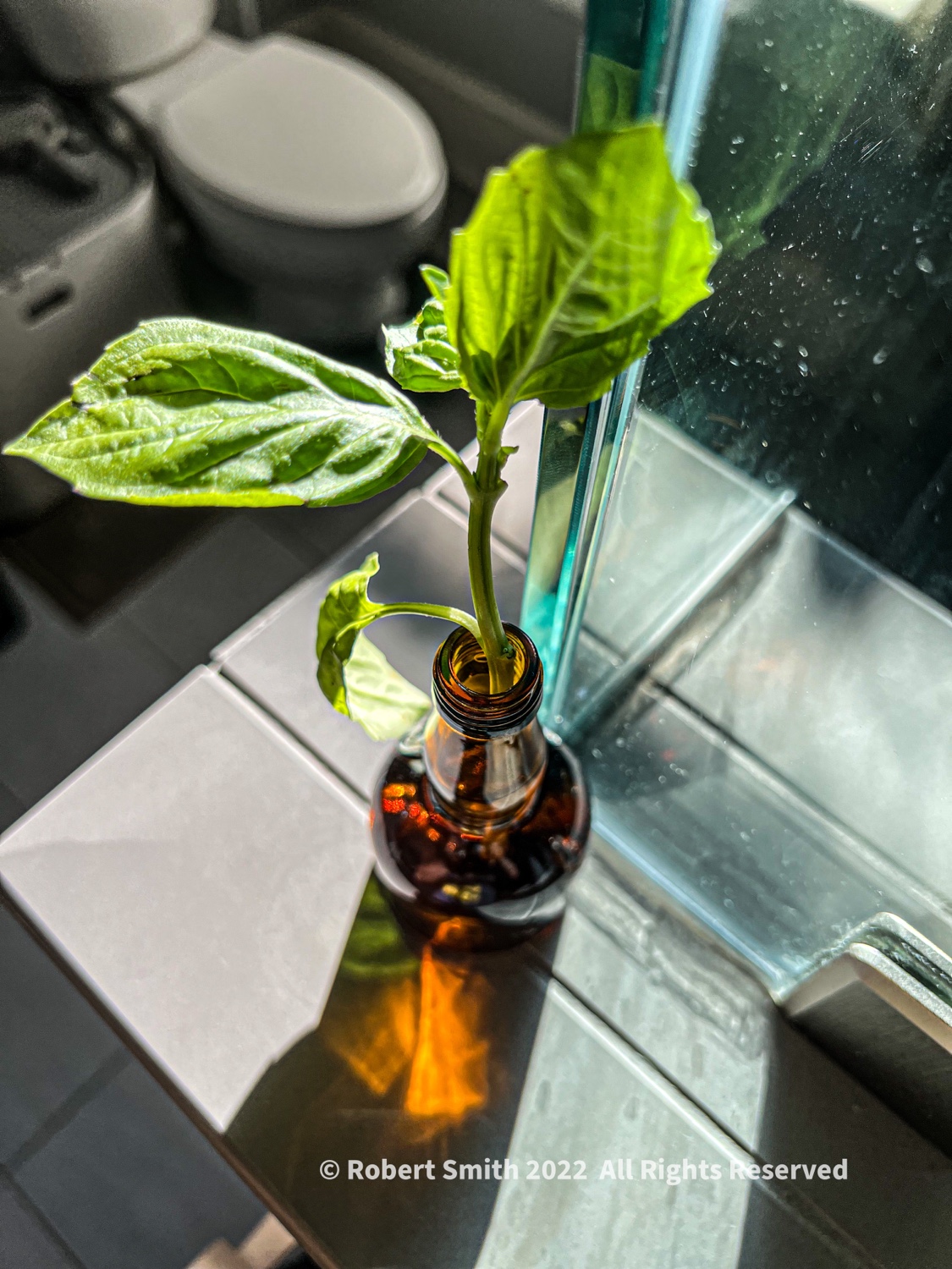 Wordless Wednesday: Basil in the Bathroom