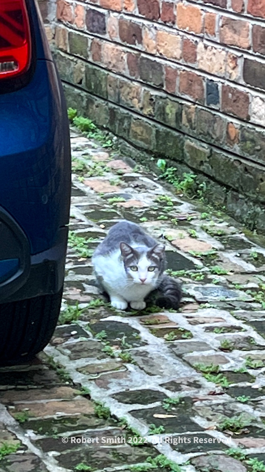 Hello Kitty: Driveway Kitty