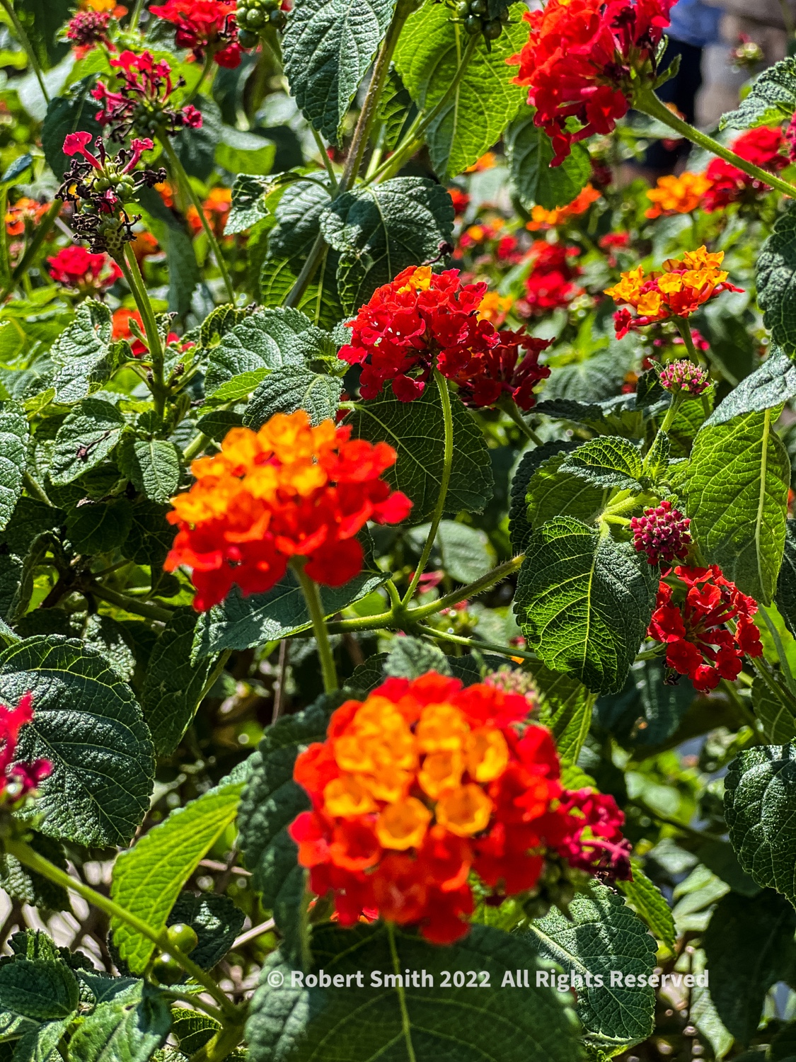 Flowers by Day, Week 28: Grow in Abundance