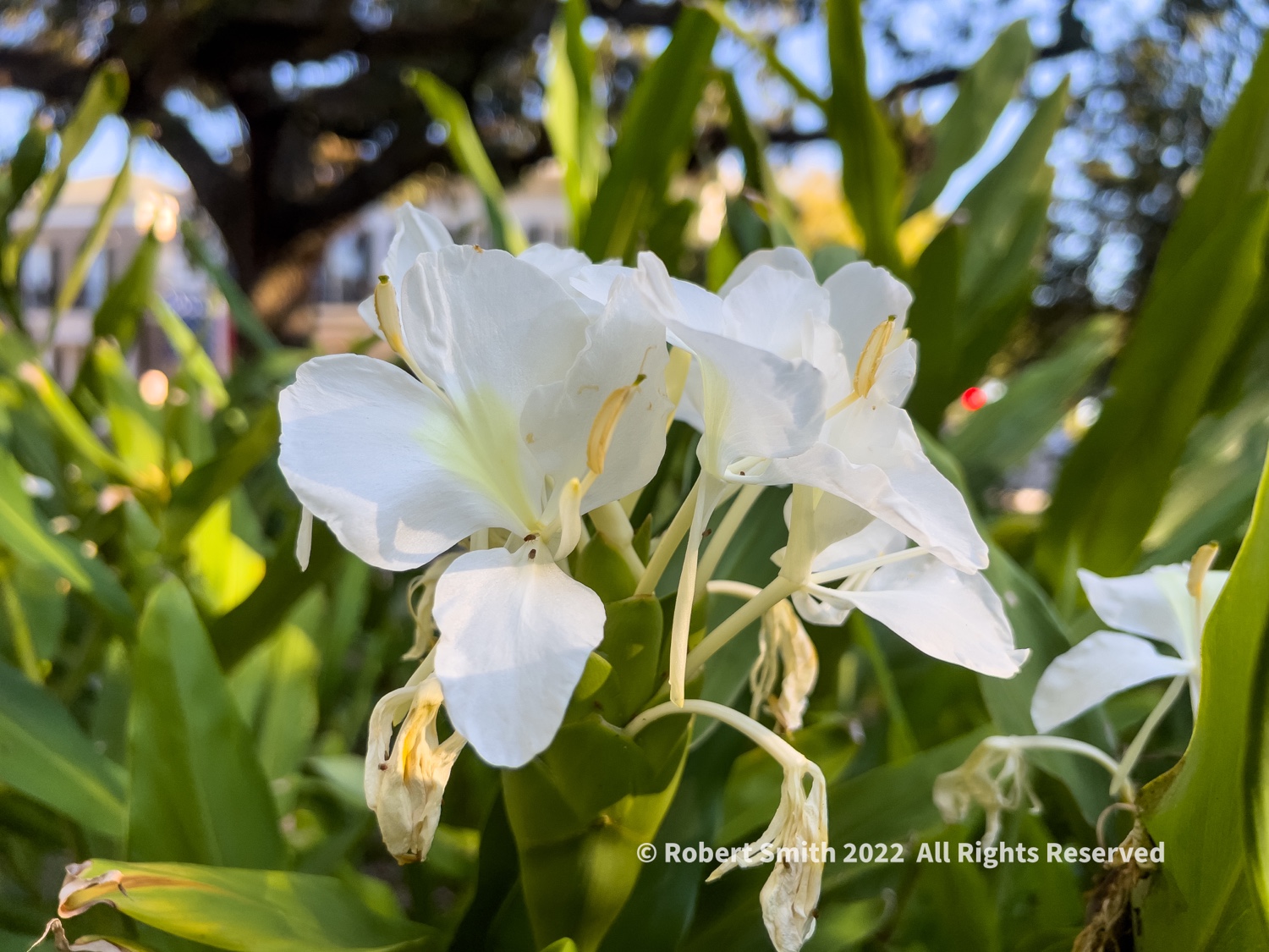 Friday Flowers: White Ginger Lily in the Square