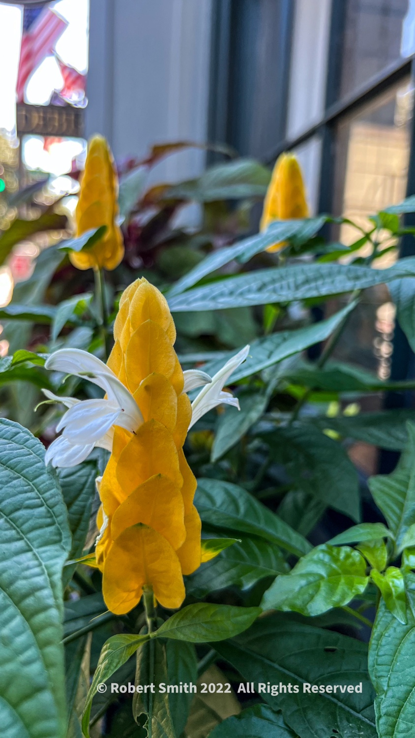 Sunday Flowers: Golden Shrimp Plant