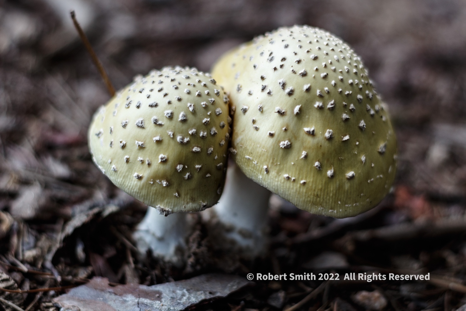 Fungi Caps
