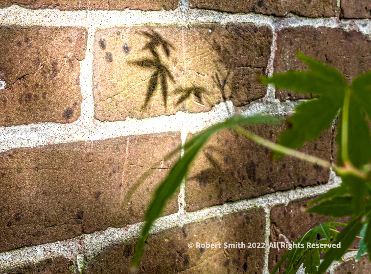 Shadow on my Wall