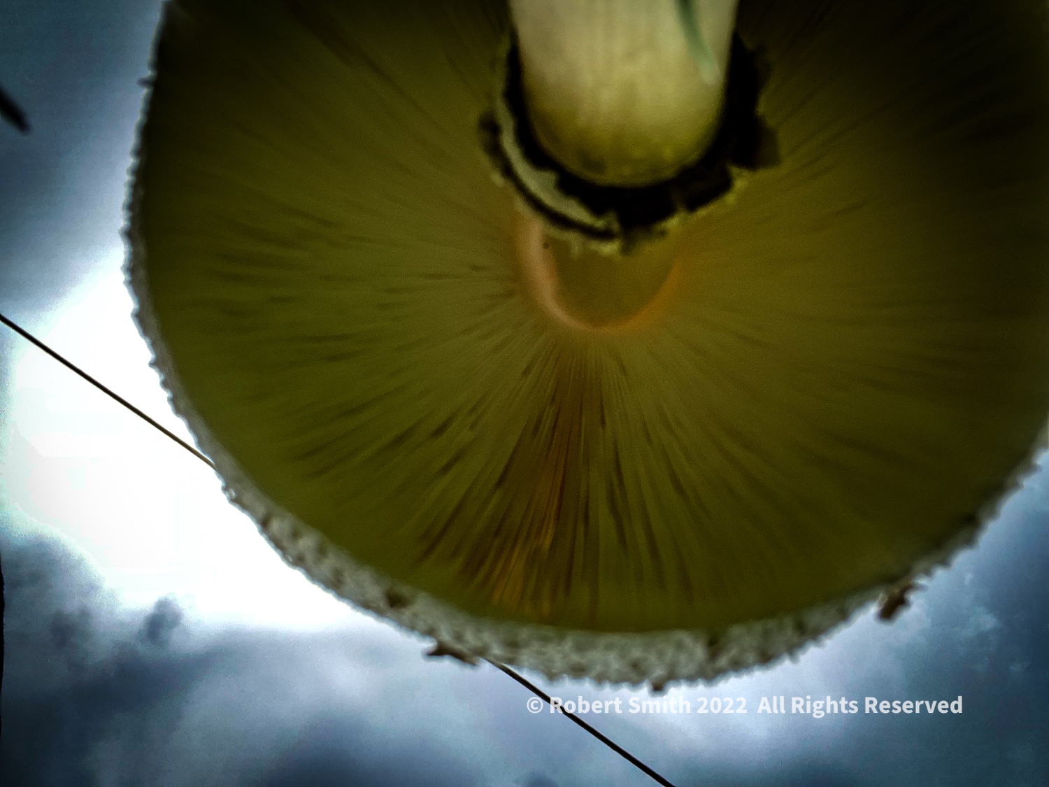 Under the Cap
