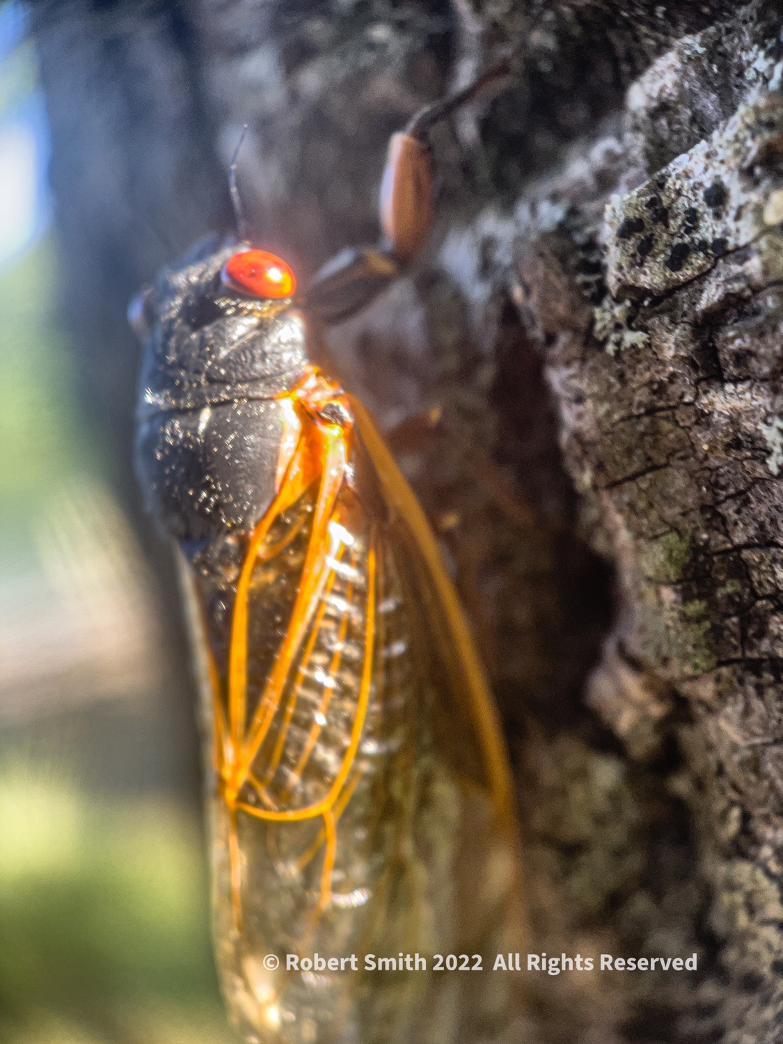 The Moment Macro: Pharaoh Cicada Clinging to Tree
