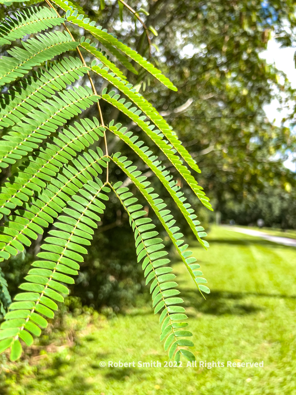 Friday Flowers: Mimosa on a Morning Walk